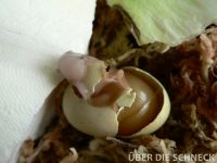 a.m.ovum (012)